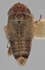 Habitus, dorsal view on Athysanella (Amphipyga) nigrofascia (DeLong & Davidson, 1934): Dorsal - Colorful Male. Specimen with dark color variation. (Observation).