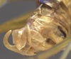 CollectionObject 1505883; 0a28199a-13ca-4420-bba7-cc786309cd7e: male abdomen tip, lateral view (syntype). (CollectionObject).;CollectionObject 1505884; e4ad7a68-92ad-43b9-a49c-2f62722b0196: male abdomen tip, lateral view (syntype). (CollectionObject).
