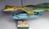 CollectionObject 1561208; da22c0d4-b4ee-4e89-b780-674bde3aa142, NMW 299: copyright NMW, Vienna. female, lateral view (syntype). (CollectionObject).