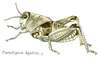 Prionotropis hystrix (Germar, 1817): Pl. 7. female habitus. (Otu).