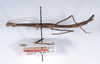 CollectionObject 1559387; f710804b-5bd8-40d0-8f0d-f6c441cf5742: copyright ANSP. female, lateral view (holotype). (CollectionObject).