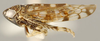 Habitus, lateral view: Neoaliturus carbonarius, laterally (INHS). (Observation).