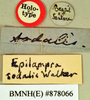 Epilampra sodalis Walker, 1868: Holotype, unsexed, labels. BMNH(E)#878066. (Otu).