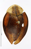 CollectionObject 1587219; MNHN(SF IMPORT DUPLICATE) MNHN-EP-EP1158, 650ea9fd-6f08-4e90-ab27-f2f94c87af39: CC BY-NC-ND 4.0/MNHN - Depraetere Marion - 2014. Syntype, male, of fastuosa Blanchard, 1837. Specimen number: MNHN-EP-EP1158. http://coldb.mnhn.fr/catalognumber/mnhn/ep/ep1158. (CollectionObject).
