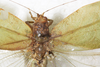 CollectionObject 1566550; NMW 7839, 6e57035f-bf19-42b6-88ea-a534387092a4: female head and pronotum, dorsal view (syntype). (CollectionObject).