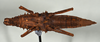 CollectionObject 1562229; 3d2923c1-8c94-4c3e-8098-a3b8dc45ed1c: copyright USNM, Washington. female, ventral view of synonym Tisamenus atropos (holotype). (CollectionObject).