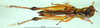 CollectionObject 1500926; 3f84403d-b358-40aa-bb0a-66df4dfc0dbf: male, dorsal view (holotype). (CollectionObject).