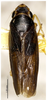Habitus, dorsal view on Bundera heichiana Li & Wang, 1992: (Observation).