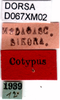 CollectionObject 1584231; 654ffd80-bdae-4cea-ace5-f5fd04a43665, DORSA D067XM02: labels (syntype). (CollectionObject).