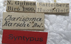 CollectionObject 1535089; 0d8c0561-cc1e-429b-8321-0a7df515411c: labels (paralectotype). (CollectionObject).