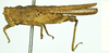 CollectionObject 1532571; 10d65474-f4b5-4ae7-b96f-b13590b097dc: female, lateral view (syntype). (CollectionObject).