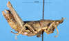 CollectionObject 1574010; eddb5be3-67cf-40d0-bf7c-026724bc1c9d: female, lateral view (paratype). (CollectionObject).