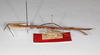 CollectionObject 1563538; cf8d029b-be5c-486f-ba58-bd4ca2cde48a: copyright ZMHB, Berlin. female, lateral view (syntype). (CollectionObject).