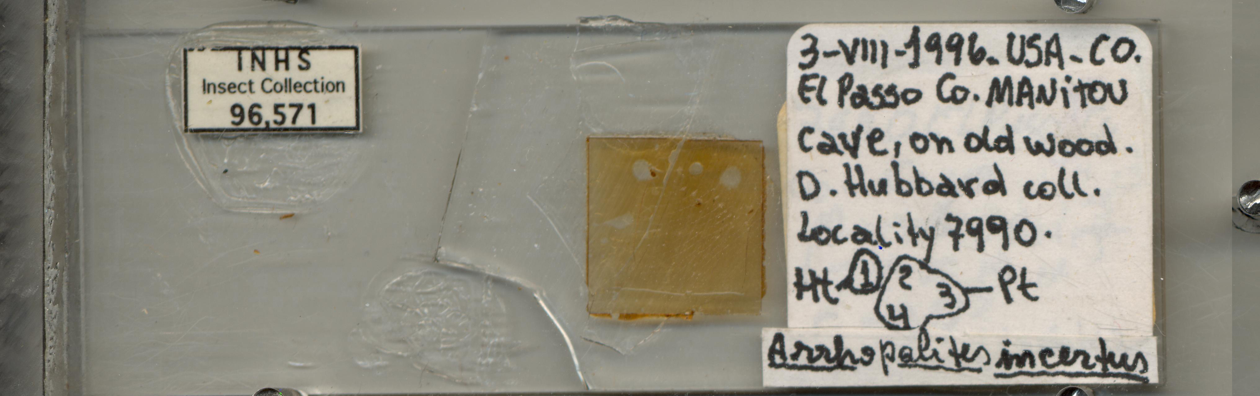 Arrhopalites incertus D.Zeppelini & K.Christiansen, 2003
