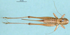 CollectionObject 1502057; 0c1539c4-1ba5-4384-8495-374fa4af8de2, DORSA BT000233S03: female, dorsal view (paratype). (CollectionObject).