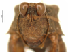 CollectionObject 1536151; abeac6cb-57b7-49cc-a31e-a95cec85bee7: female, frontal view (holotype). (CollectionObject).