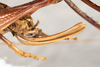 CollectionObject 1531305; a1cc15af-0db5-49c5-8bf9-5d9f54176488: female, lateral view (syntype). (CollectionObject).