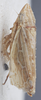 Habitus, lateral view: !! display not done !! on Diplocolenus (Diplocolenus) bohemanni (Zetterstedt, 1837): Lateral. (Observation).