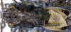 Idiostatus kathleenae Rentz, 1973: male pronotum and tegmina, dorsal view (paratype). (Otu).