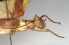 CollectionObject 1558268; f3dad98e-bffc-419f-b891-eed915efa757: copyright MIZ, Warsaw. female: head and thorax, lateral view (syntype). (CollectionObject).;CollectionObject 1558269; b4cef16c-4cb8-45c5-b455-7adc37dbc9d4: copyright MIZ, Warsaw. female: head and thorax, lateral view (syntype). (CollectionObject).