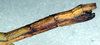 CollectionObject 1561781; dae40c3a-ffcc-4c84-8a4e-ae15189bc144: copyright NMW, Vienna. female: end of abdomen, lateral view (syntype). (CollectionObject).;CollectionObject 1561782; 077702d2-df5a-4b33-b0d9-90527953f9d7: copyright NMW, Vienna. female: end of abdomen, lateral view (syntype). (CollectionObject).