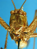 CollectionObject 1502350; 95bcdc54-93db-4b4c-9331-55a906e3c096: female, frontal view. (CollectionObject).