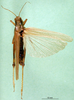 CollectionObject 1502816; a64bb94c-15c0-436a-91f7-53bed024bd15: female, dorsal view (paralectotype of Ognevia debilis). (CollectionObject).