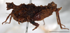 Misythus cristicornis (Walker, 1871): female, lateral view (Mount Makiling, UPLMNH, scale bar: 5 mm). (Otu).