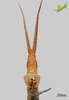 CollectionObject 2250047; Unioeste Cascavel K-1181, d5ed0d7f-b1de-4d1d-bcfc-026ca697abab: Male, frontal view. (CollectionObject).