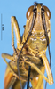 CollectionObject 1537579; d4df1c3d-aec2-4dac-99d8-39c263c46fda: female, frontal view (syntype of Parapleurus armillatus). (CollectionObject).