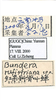 Other on Bundera rufistriana Li & Wang, 2001: (Observation).
