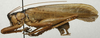 CollectionObject 1535098; 40ff5075-b72a-4d43-877d-58701b308f2b: male, lateral view (syntype). (CollectionObject).