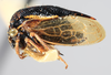 Habitus, lateral view: !! display not done !! on Amblyophallus marginatus (Funkhouser, 1940): (Observation).