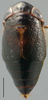 Habitus, dorsal view: !! display not done !! on Bobacella corvina (Horváth, 1903): Bobacella corvina, dorsally (INHS). (Observation).