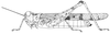 Acrotylus blondeli Saussure, 1884: Page 213, Figure 1. female habitus. (Otu).