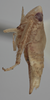 Habitus, lateral view on Athysanella (Gladionura) nata Blocker & Johnson, 1990: Lateral - Female. Paratype. (Observation).