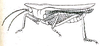 Saussurella cornuta (Haan, 1843): Pl. V, Fig. 45. male habitus. (Otu).
