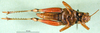 CollectionObject 1579145; 093a3960-06a3-42b9-8e64-e62d509db906: female, ventral view (paratype). (CollectionObject).
