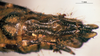 CollectionObject 1567401; e305e013-b331-4a55-84f9-9159868fe0b3: female abdomen tip, ventral view (syntype). (CollectionObject).
