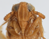 Head: !! display not done !! on Delphacodes recurvatus Beamer, 1948: (Observation).