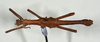 CollectionObject 1557491; 95bc6885-bb4f-468a-b81e-b144536c8e95: copyright USNM, Washington. (CollectionObject).