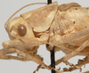 CollectionObject 1527092; ae1f098b-1048-4f8a-9c3e-401653cec50e: male pronotum, lateral view (holotype). (CollectionObject).
