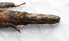 CollectionObject 1580891; e487b9de-ef2a-4061-b413-a66a6fa8eb11: copyright FRCS Sabah. female: end of abdomen, dorsal view (holotype). (CollectionObject).