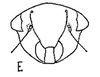 Head: !! display not done !! on Baroma reticulata Oman, 1938: Face. (Observation).