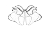 Maeacris aptera Ronderos, 1983: Fig. 9. aedeagus, caudal view. (Otu).