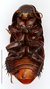 CollectionObject 1587519; MNHN(SF IMPORT DUPLICATE) MNHN-EP-EP810, 3a6e989e-1dda-4554-ace3-b63061e55b95: CC BY-NC-ND 4.0/MNHN - Depraetere Marion - 2014. Holotype, male, of hirtus Grandcolas & Bellés, 2005. Specimen number: MNHN-EP-EP810. http://coldb.mnhn.fr/catalognumber/mnhn/ep/ep810. (CollectionObject).