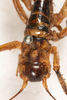 CollectionObject 1531241; 3aacd11a-3f17-4313-8e7b-5253a08872b2: female, dorsal view (syntype). (CollectionObject).