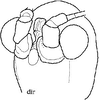 Deflorita (Hueikaeana) directa (Ingrisch, 1998): from Ingrisch 1998(?). head. (Otu).