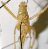 CollectionObject 1532846; NMW 3224892, 4c4818d0-387b-45ea-83a4-cf298433c533: female frons (syntype). (CollectionObject).