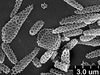 Brochosomes: CR188 | U.S.A., California, Yucca Grove, 7-VIII-1936, R. H. Beamer. Paratype. | KSEM. (Observation).